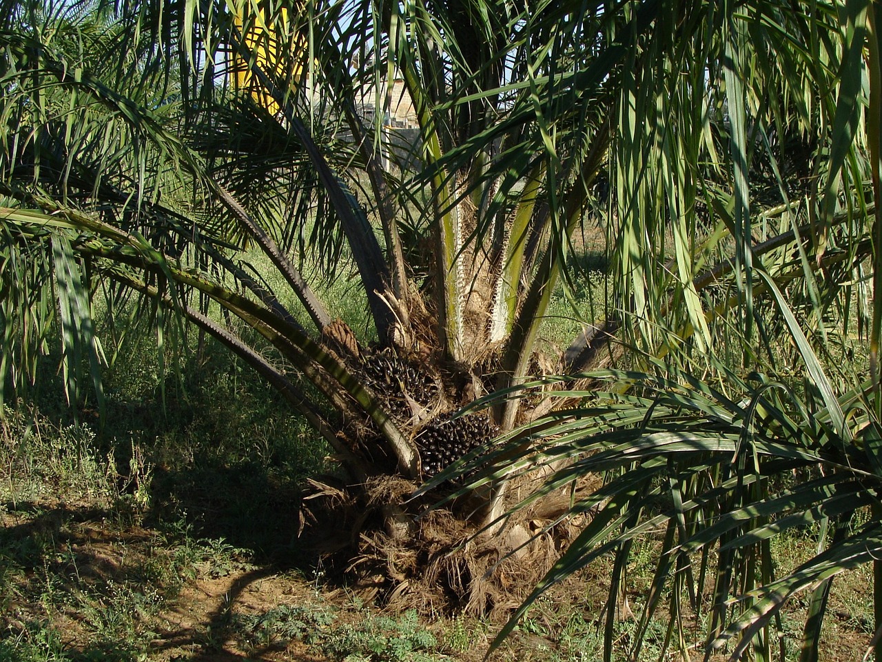 oil palm, tree, plantation-287902.jpg